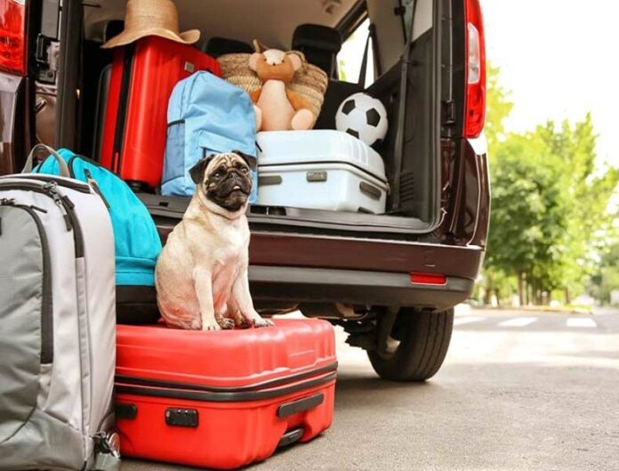 pet-transport